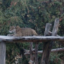 Jaguar in the zoo of La Paz